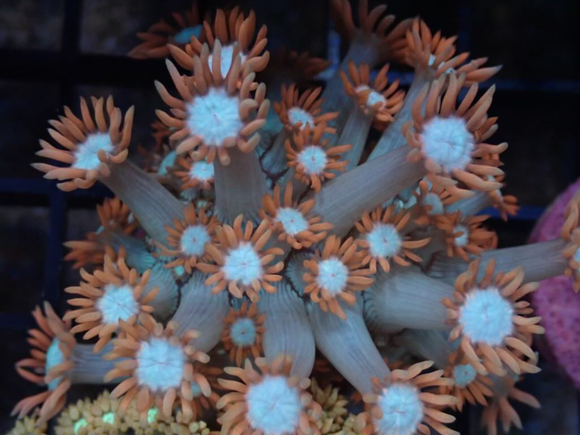 AQUACULTURED PINK FRILL BLUE STEM GONIOPORA FRAG