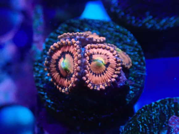 AQUACULTURED 'PINK HOOTERS' ZOANTHID FRAG