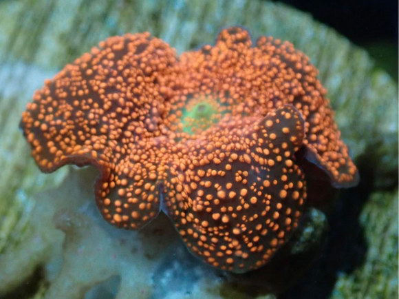 AQUACULTURED PINK SPOT DISCOSOMA MORPH