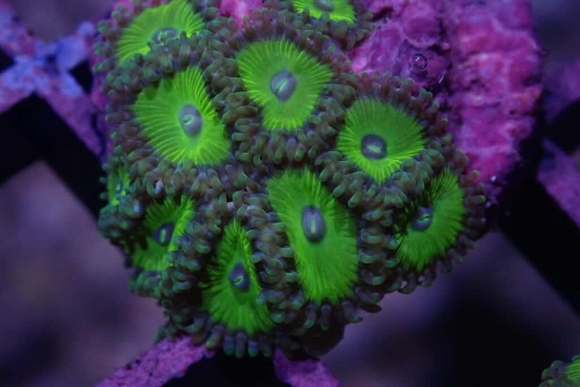 AQUACULTURED 'PURPLE EYED GREMLIN' ZOANTHID