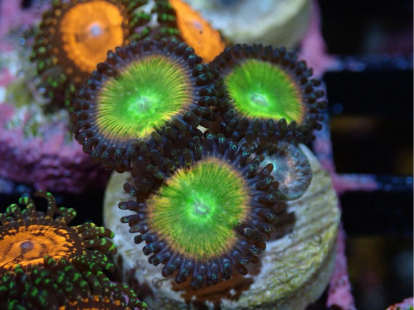 AQUACULTURED 'RAINBOW RAPTOR' ZOANTHID FRAG