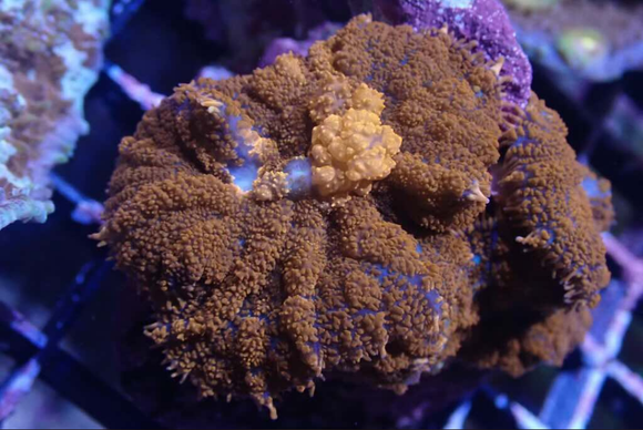 AQUACULTURED RED BOUNCE RHODACTIS SHROOM