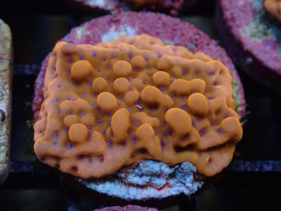 AQUACULTURED RED MONTIPORA DANAE FRAG