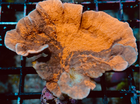 AQUACULTURED RED / PURPLE GRAFTED SCROLLING MONTIPORA FRAG