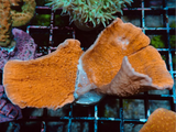 AQUACULTURED RED SCROLLING MONTIPORA CAP FRAG