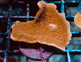 AQUACULTURED RED SCROLLING MONTIPORA CAP FRAG