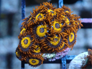 AQUACULTURED 'RINGS OF SATURN' ZOANTHID FRAG