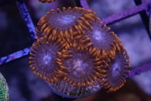 AQUACULTURED 'SPIDERMAN' ZOANTHID FRAG