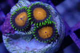 AQUACUTURED 'SPONGEBOB' ZOANTHID FRAG