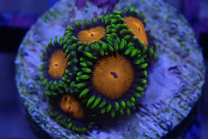 AQUACUTURED 'SPONGEBOB' ZOANTHID FRAG