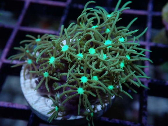 AQUACULTURED TEAL GREEN STAR POLYP (GSP) FRAG