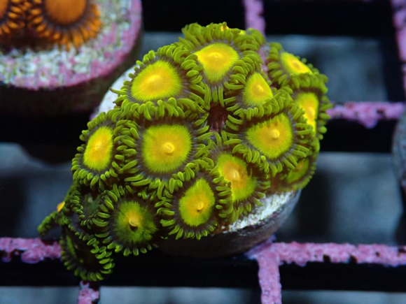 AQUACULTURED 'TUTTI FRUITY' ZOANTHID