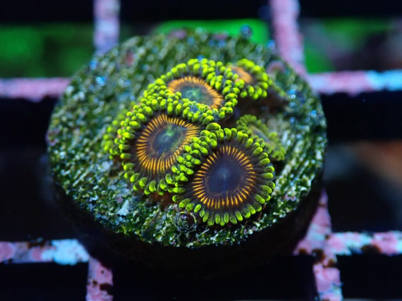 AQUACULTURED 'WONDER WOMAN' ZOANTHID FRAG