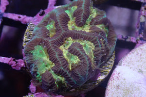 AQUACULTURED GOLD & GREEN PLATYGYRA FRAG