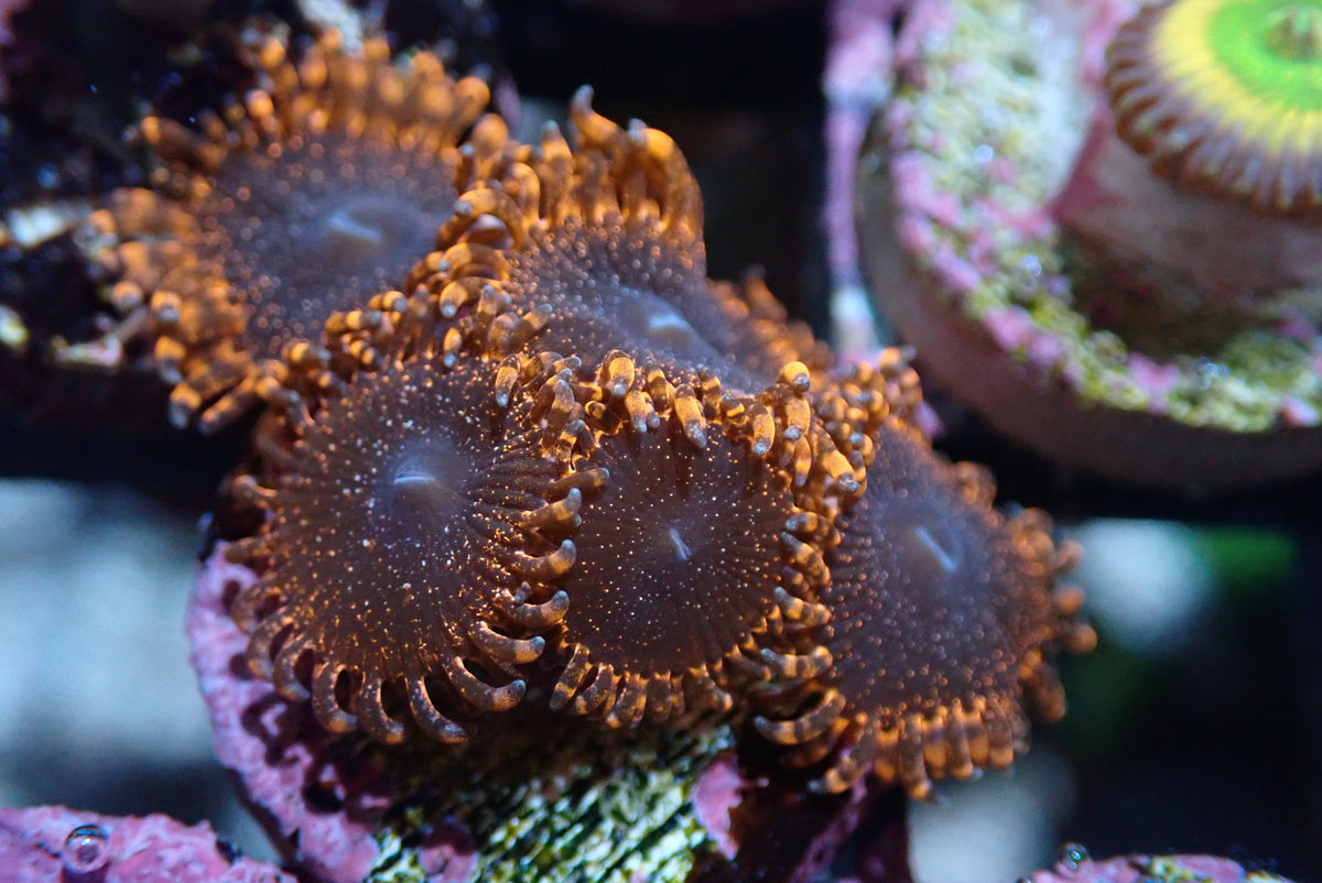 AQUACULTURED 'LUNAR ECLIPSE' ZOANTHID FRAG – Gallery Aquatica