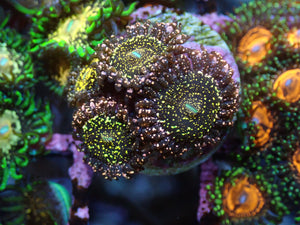 AQUACULTURED 'BLACK GALAXY' ZOA FRAG