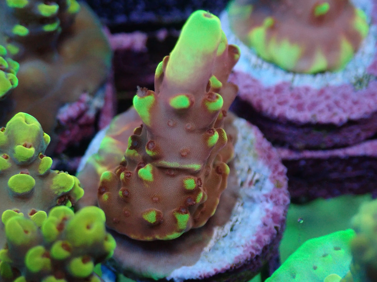 AQUACULTURED 'FOX FLAME' ACROPORA FRAG – Gallery Aquatica