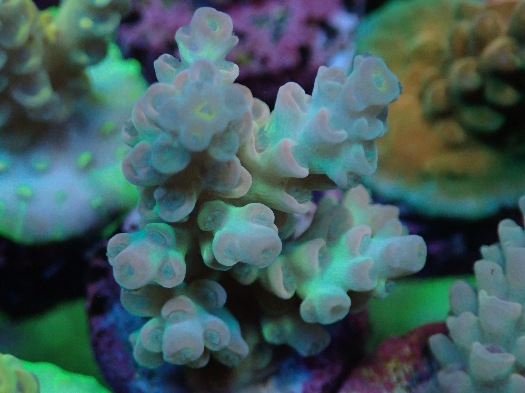 AQUACULTURED 'UNICORN TENUIS' ACROPORA FRAG – Gallery Aquatica